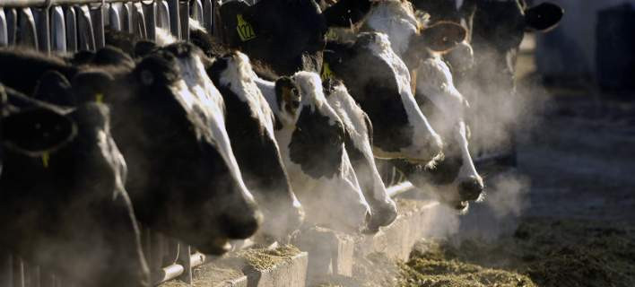 Κατάρ: Θα μεταφέρουν με αεροπλάνα 4.000 αγελάδες στη χώρα για να έχουν το δικό τους γάλα